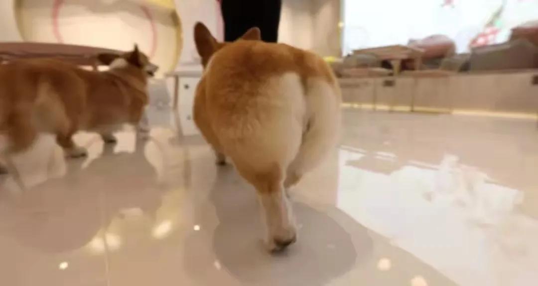 宠物生活馆盘点,北京人气宠物乐园推荐