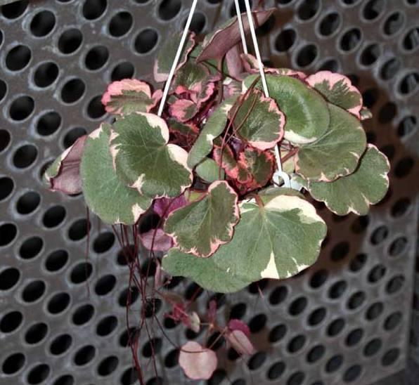 四季都开花的虎耳草盆栽,开花虎耳草养殖方法