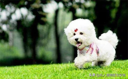 如何解决公犬发情,母大犬发情如何护理