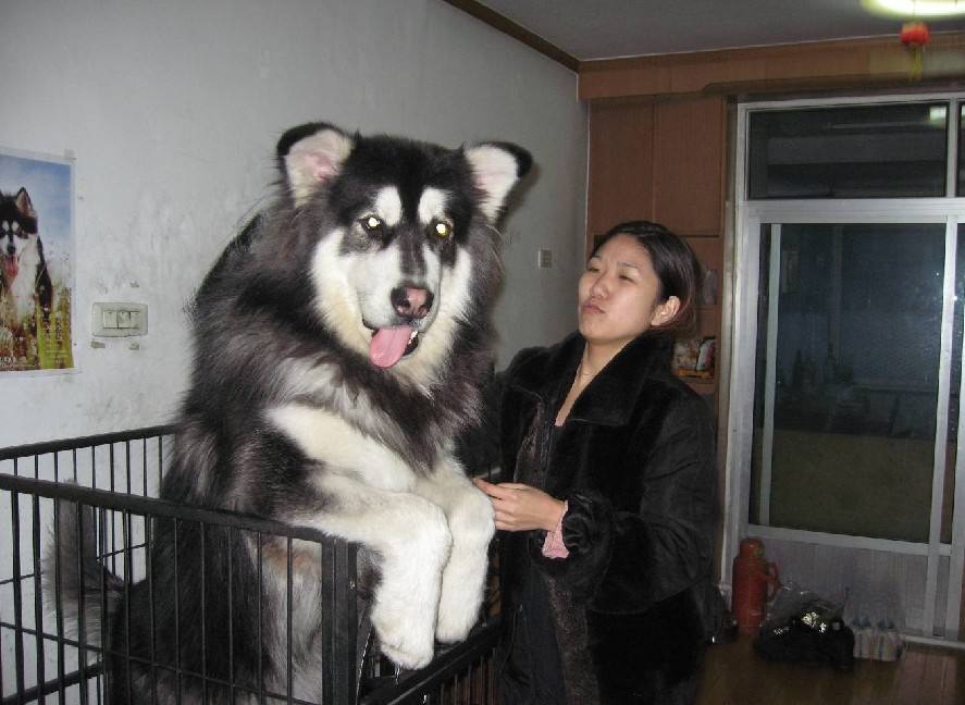 阿拉斯加犬的5大缺点，网友：就算想养也不敢养啊