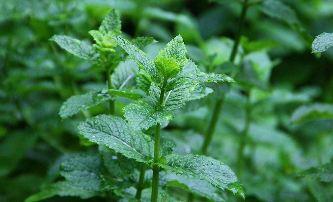 20件夏季驱蚊好物推荐,夏季驱蚊止痒好物分享