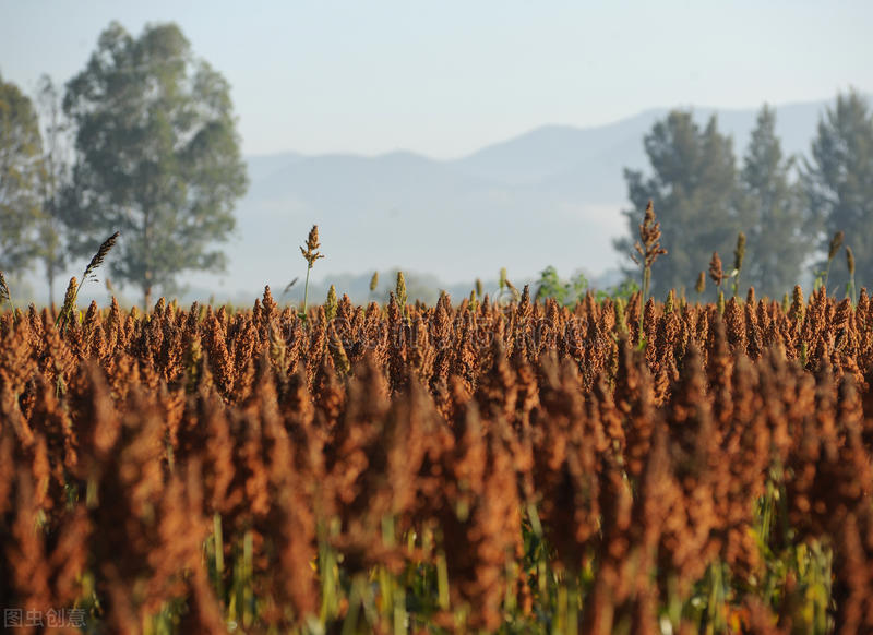 泸州酒哪些比较好,泸州老窖高粱熟了红满天