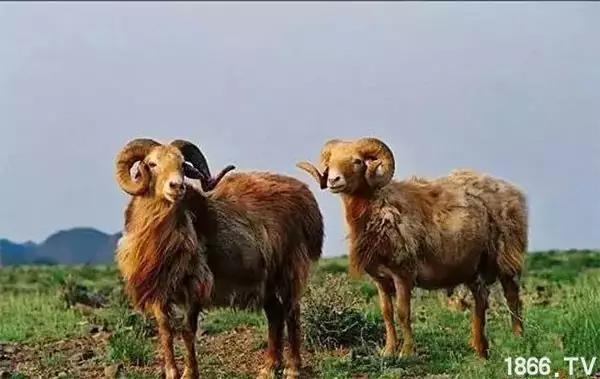 最厉害的10种羊,最好的种羊是什么品种呢
