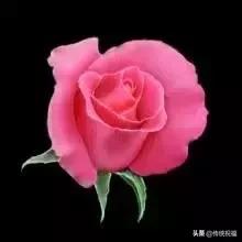 520祝福语表达爱意句句温馨美好,520祝福语送给最在乎的人