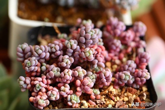 看从公园里捡来的姬星美人,如何逆袭成功!