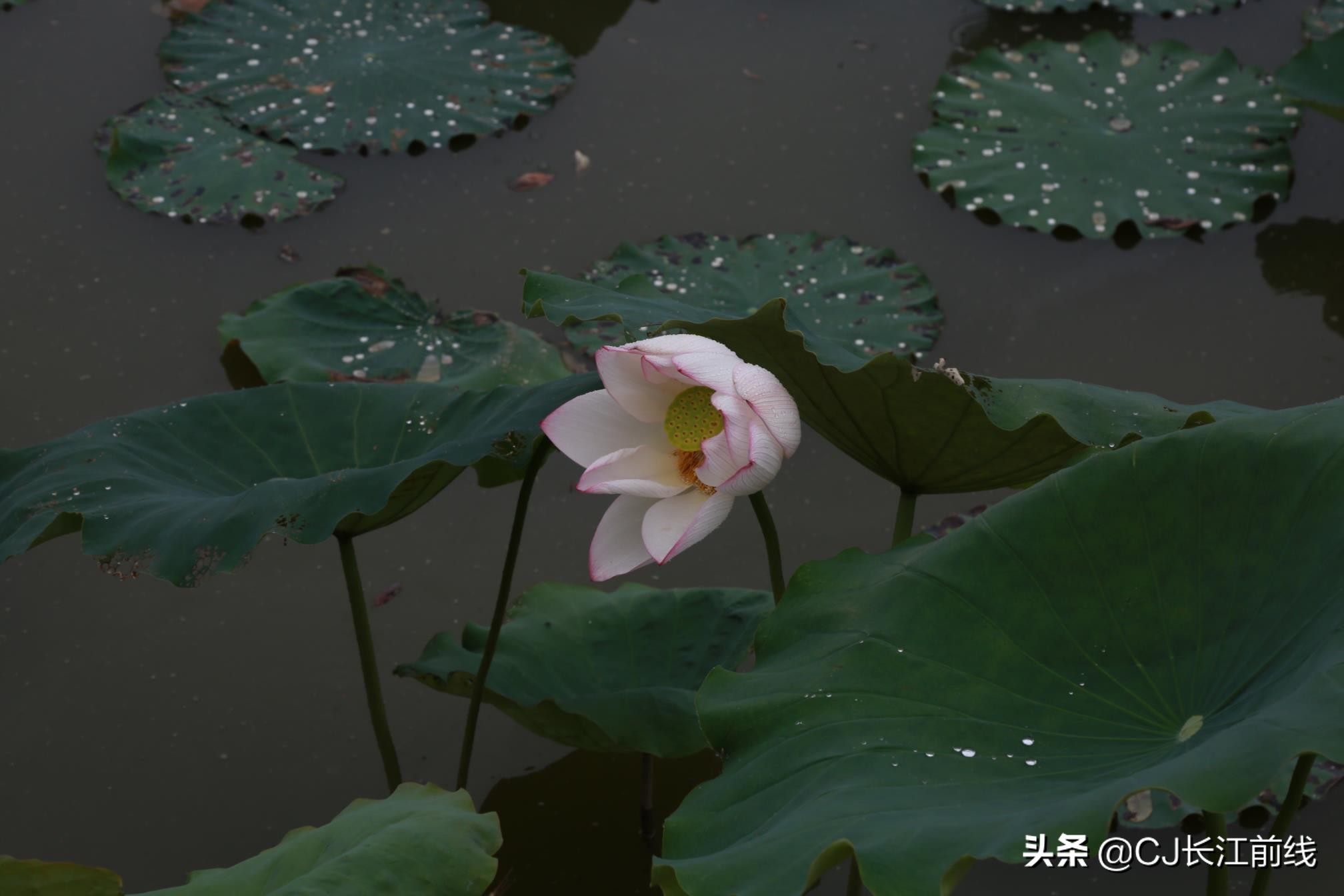 淮滨谷堆杨湾最新消息,淮滨谷堆杨湾风景