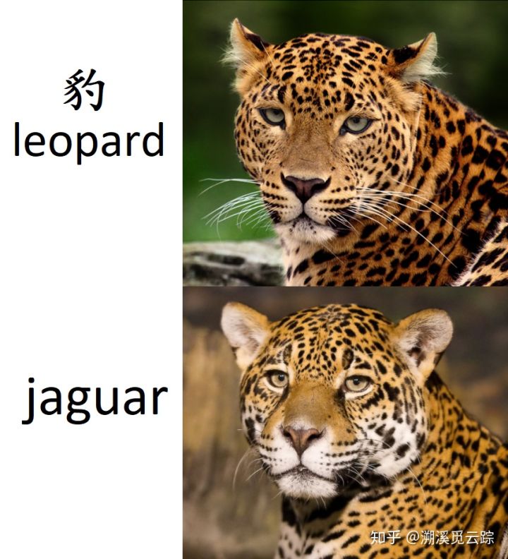 有哪些容易被认错的动物,容易被欺负的动物有哪些