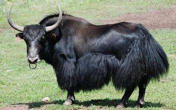 高原最好吃的牦牛肉,牦牛肉特别吃法