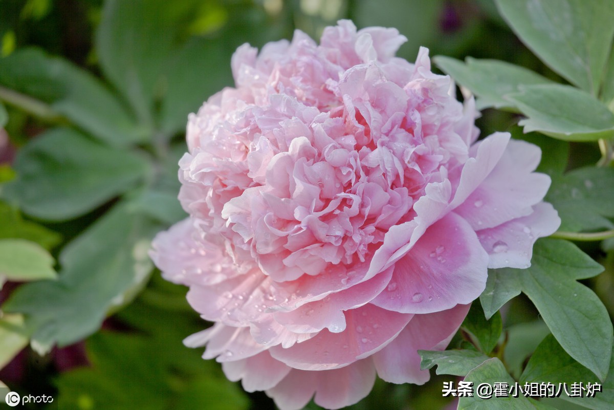 长安十二时辰杨贵妃怎么死的,长安十二时辰杨贵妃从天而降