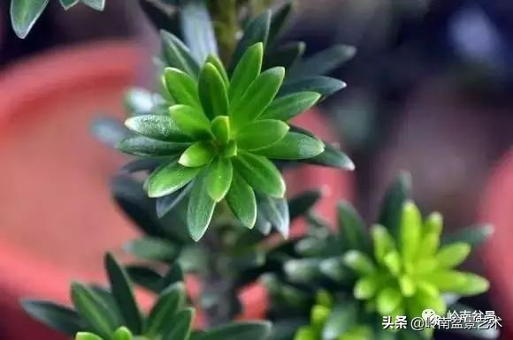 旺财罗汉松,罗汉松招财还是挡煞