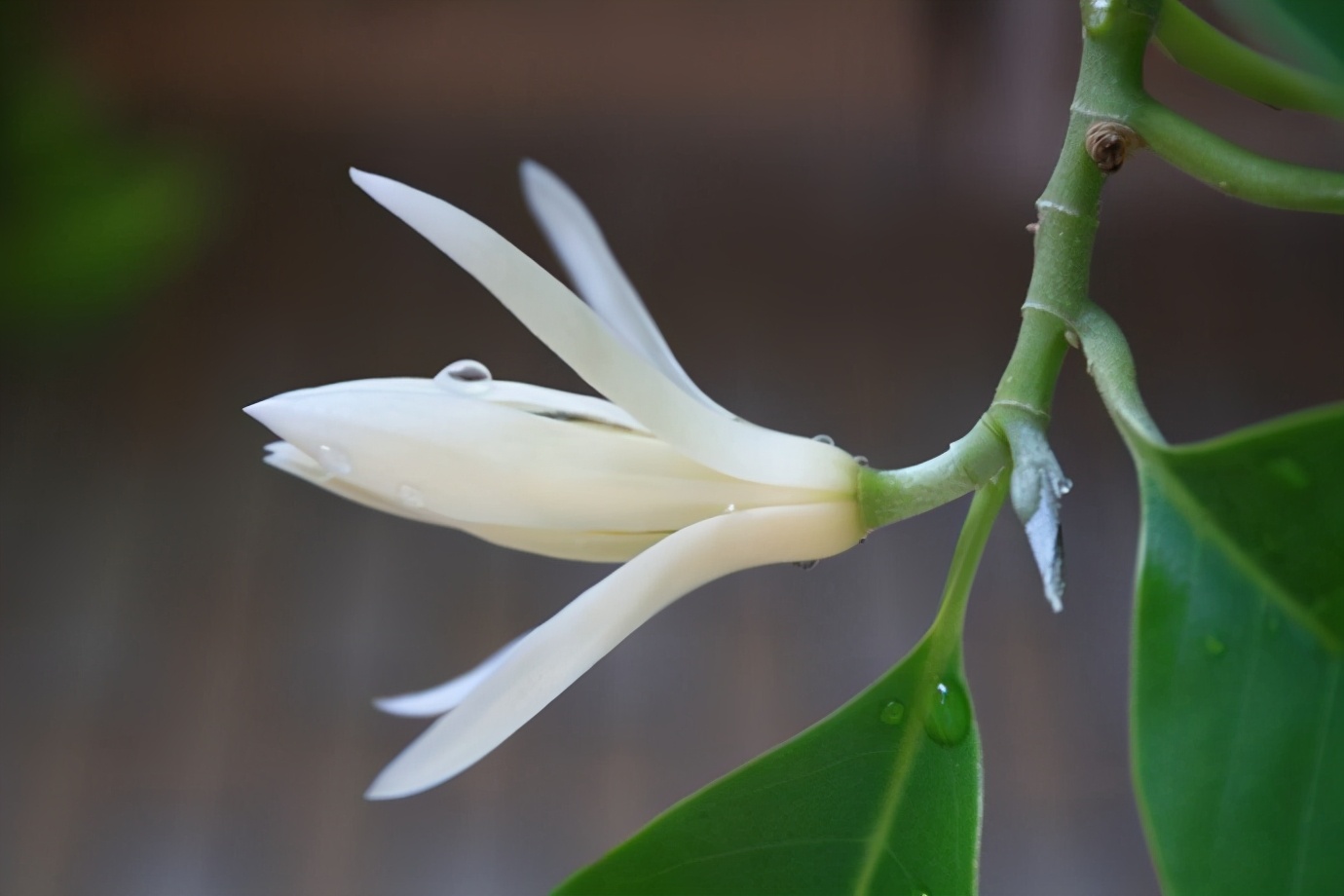 白兰花开花不香是什么原因,白兰花开得不香怎么回事