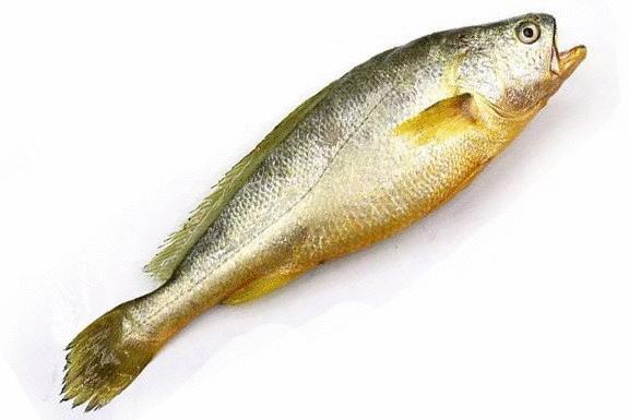 开捕啦3：黄鱼金灿灿，大黄鱼小黄鱼你爱哪一款？