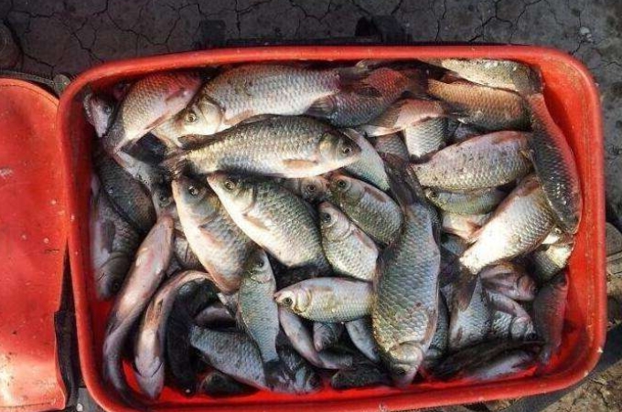 高温天白鲫钓底还是钓浮,高温天钓什么鱼好