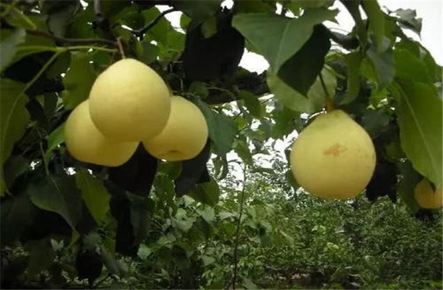 梨树常见的病虫害,梨树的病虫防治方法有哪些