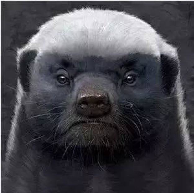 全球最无所畏惧的平头哥,世界上谁能打败平头哥