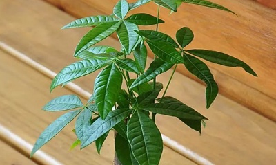 发财树根如何长高,发财树苗顶端断了还能长高吗