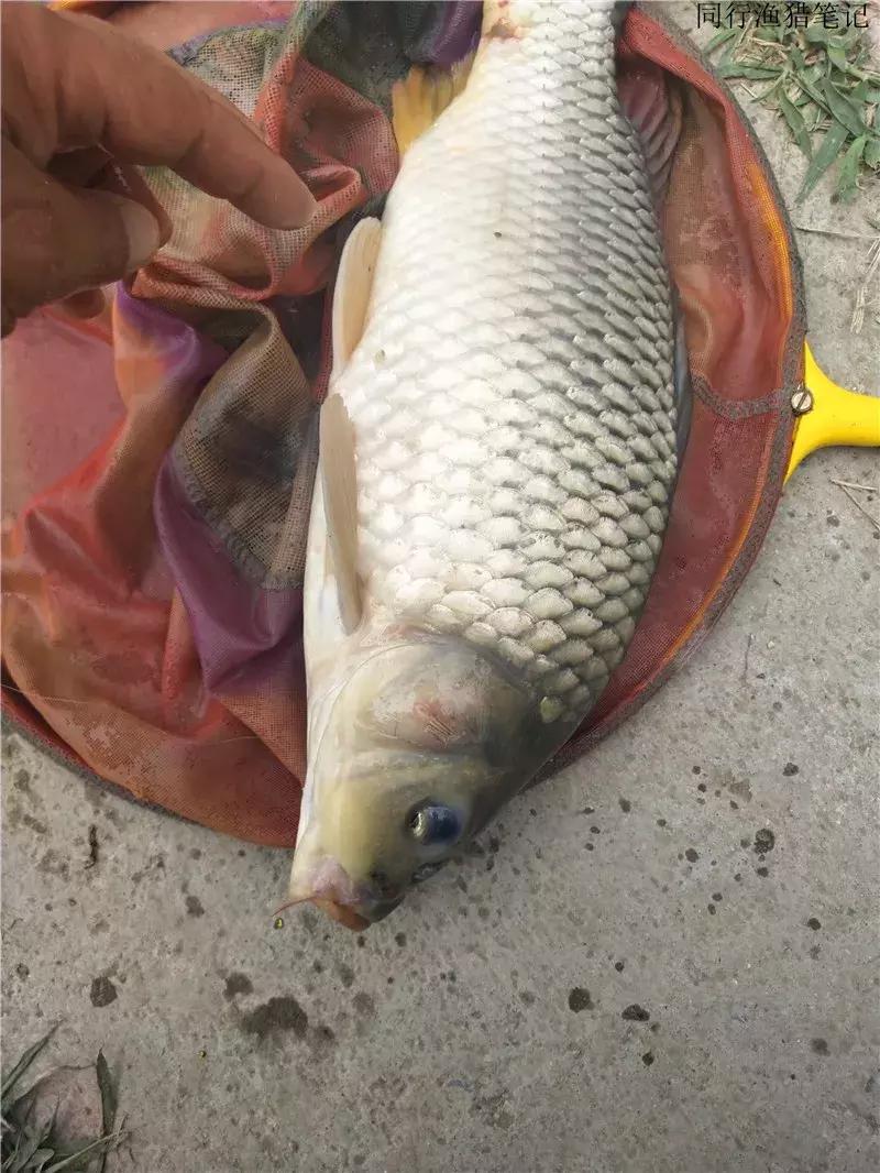 从钓鱼大师到钓鱼圣人,钓鱼大师为啥都是小钩细线钓大鱼