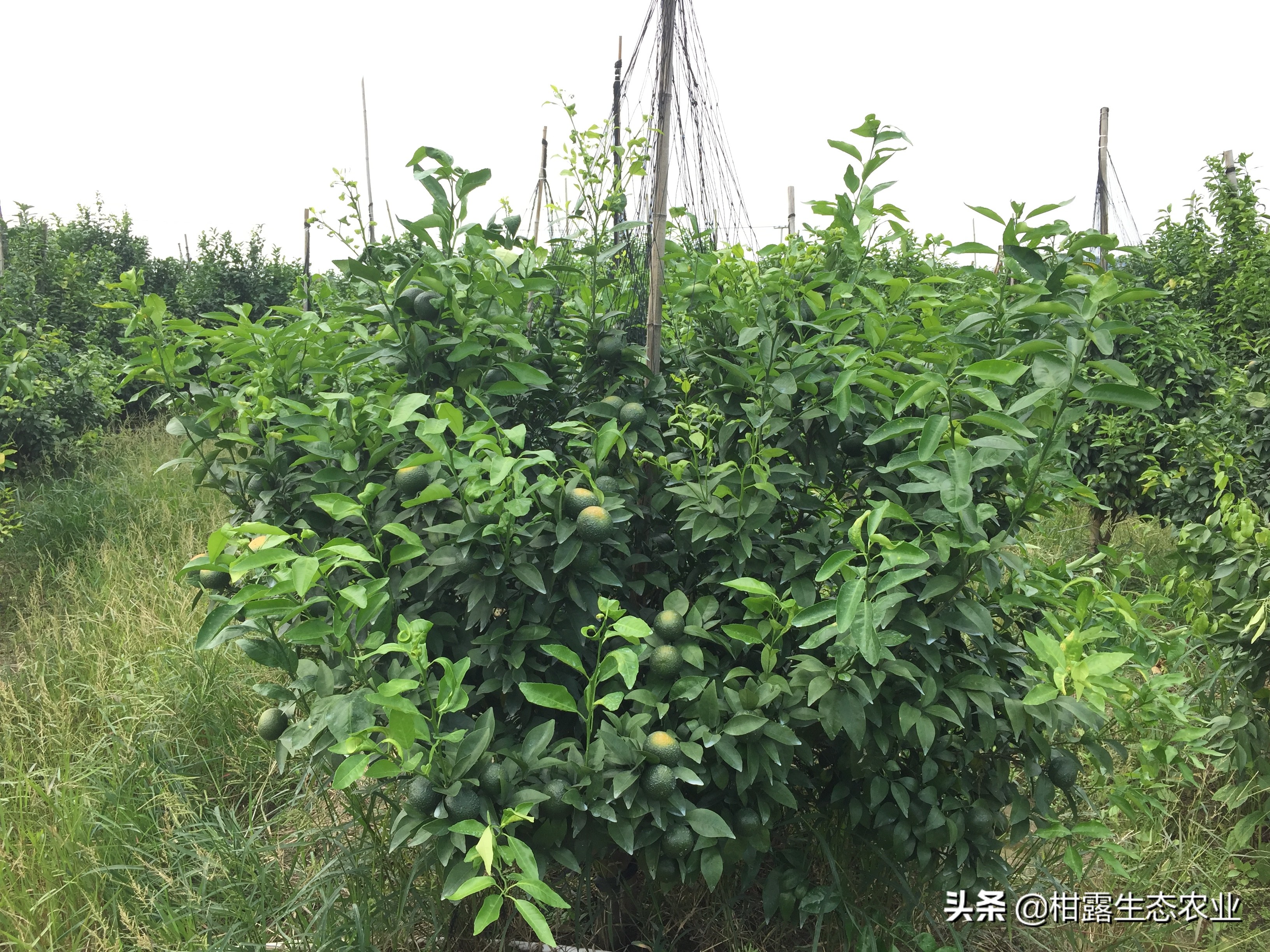 肥料产业新方向,液体肥肥料市场的新宠