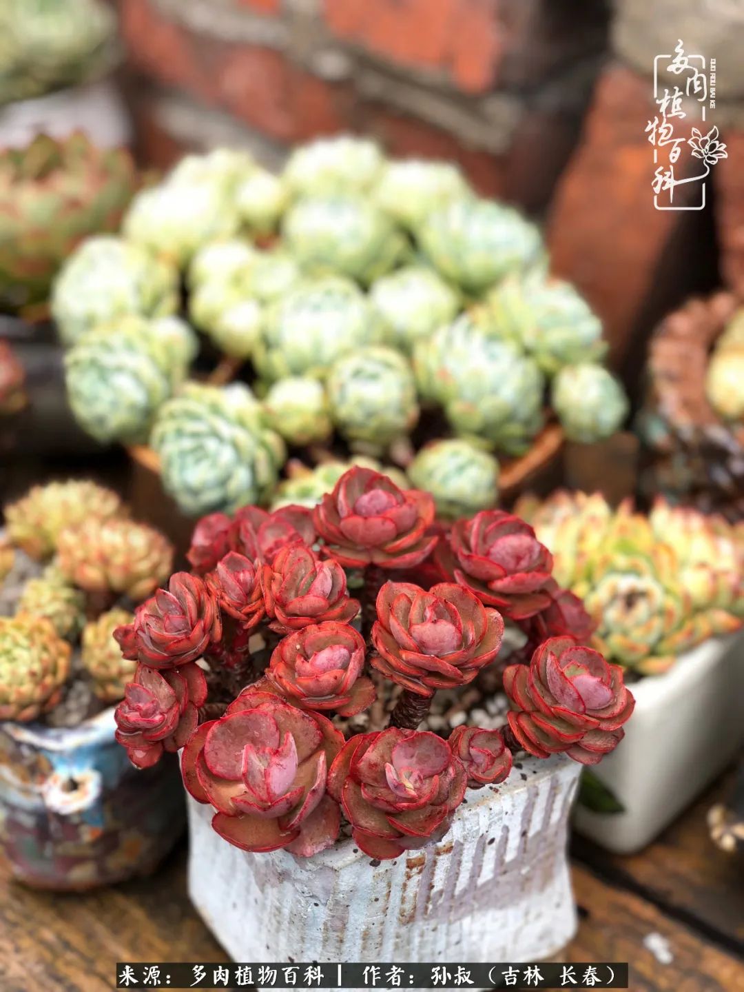 与多肉一起成长,与多肉相伴