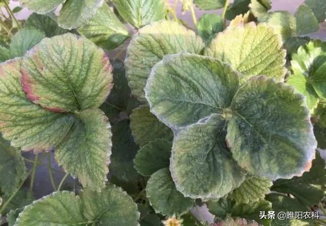 治红蜘蛛特效配方,除螨药能杀红蜘蛛吗