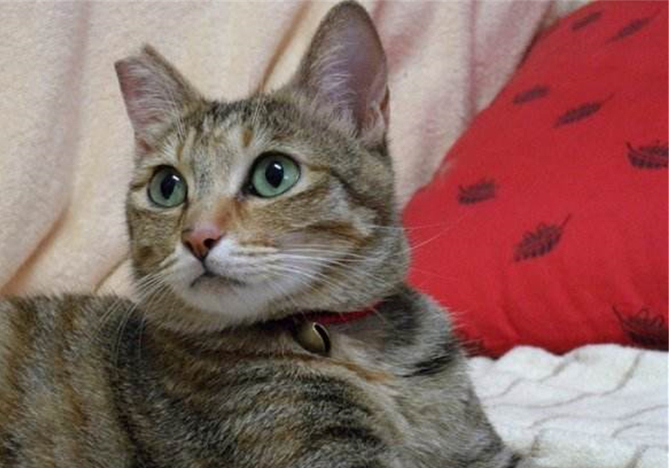 铲屎官用风油精对猫咪有什么影响,抽烟会不会导致猫咪得猫鼻支