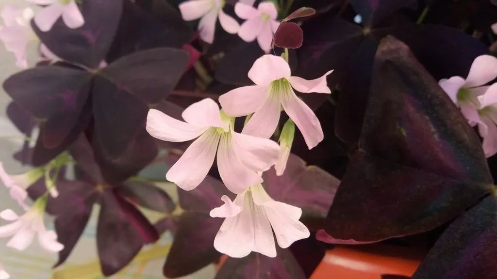 紫色幸运草怎么养才好看,紫色幸运草的盆栽方法什么季节种