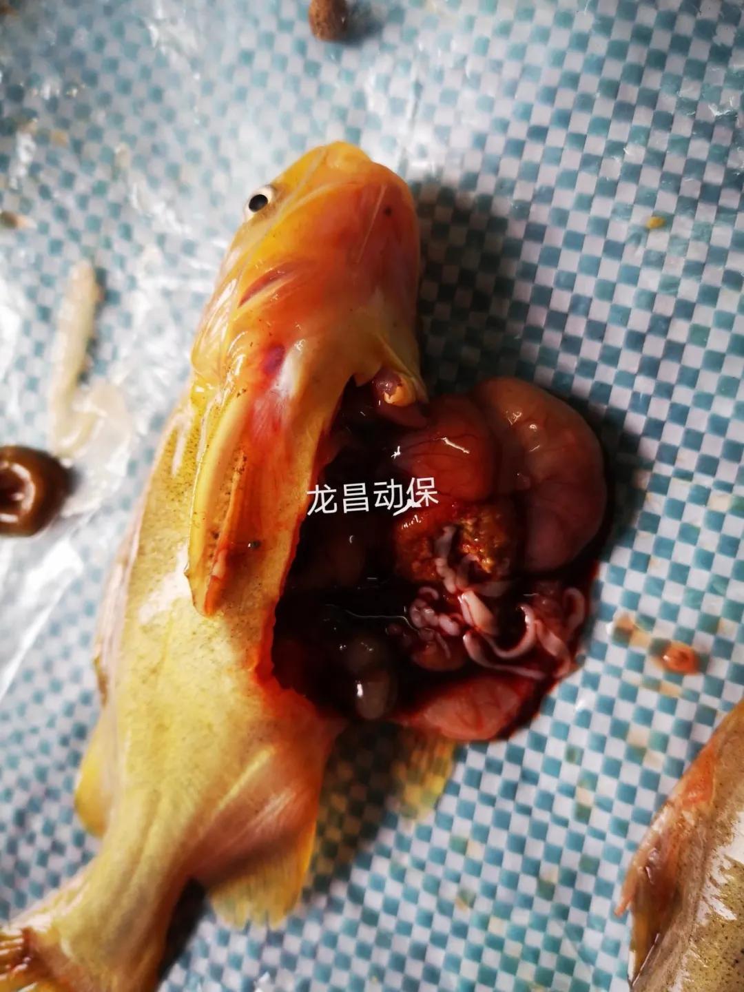 2020年一线业务走访黄颡鱼塘口的经验之谈