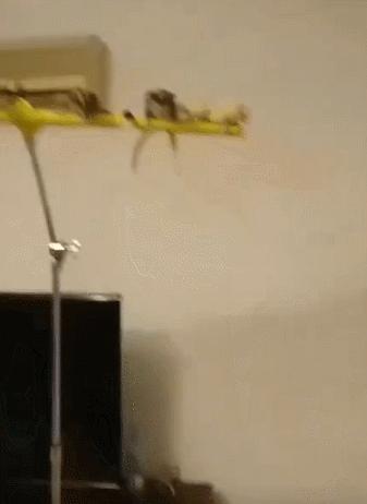 善于飞行的神兽,会飞的宠物小精灵