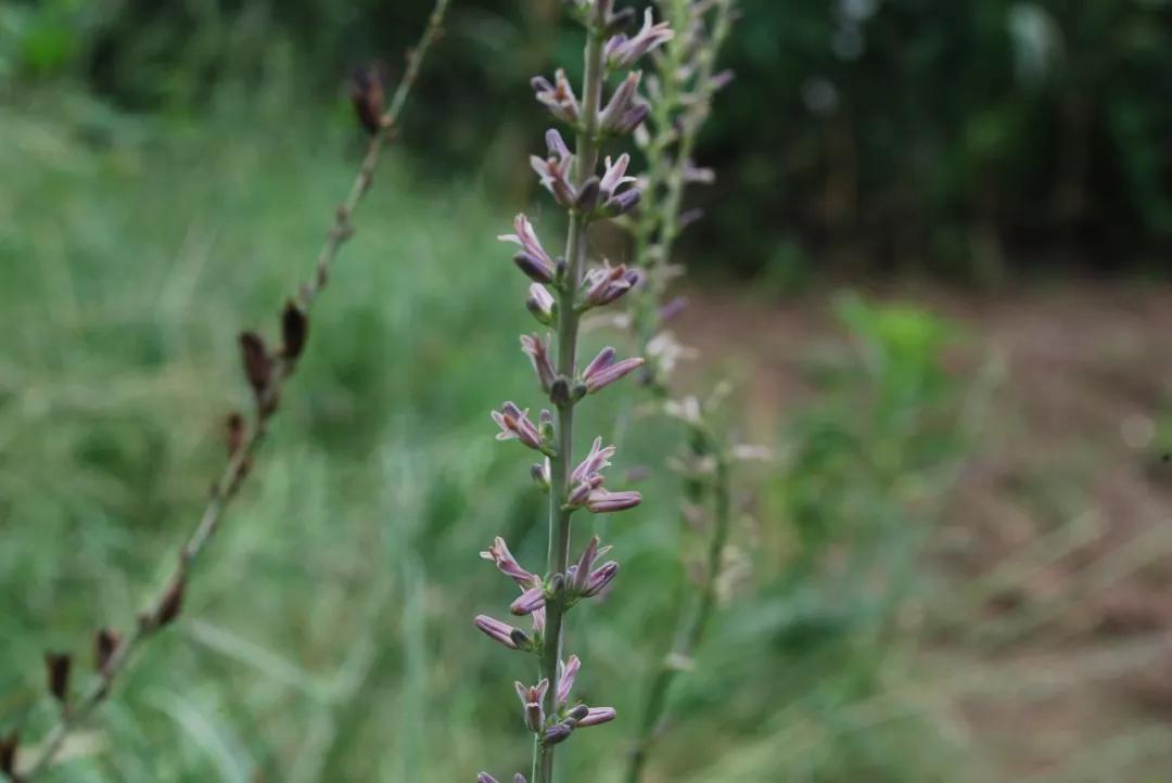 冬天常见中药植物图片及功效,花期长的草本植物图片