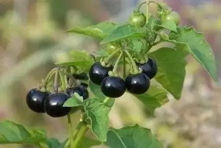 农村常见野花野草,这些野菜农村随处见