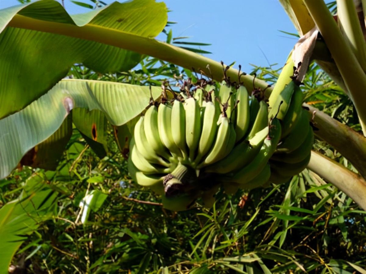 芭蕉树香蕉树的区别,芭蕉树和香蕉树的区别