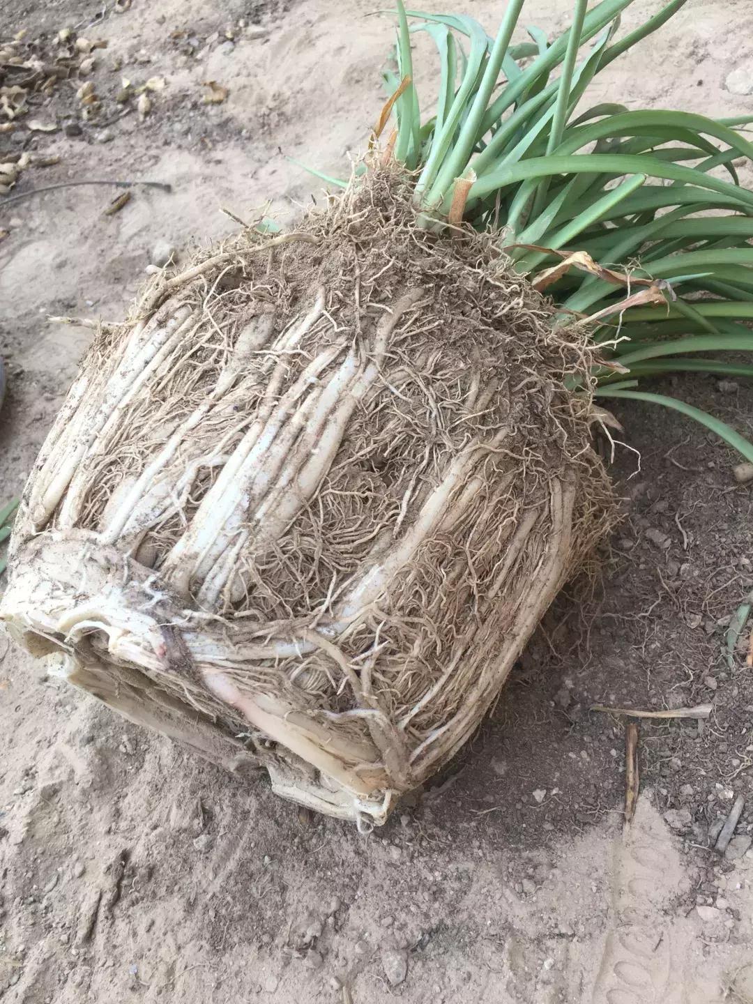 吊兰绿萝用什么土最好,绿萝吊兰盆栽多久施一次肥