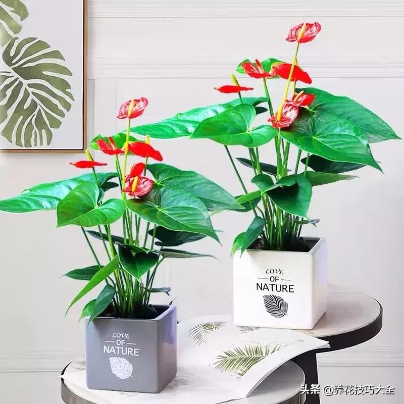 家里适合养几盆红掌,红掌养阳台招财吗