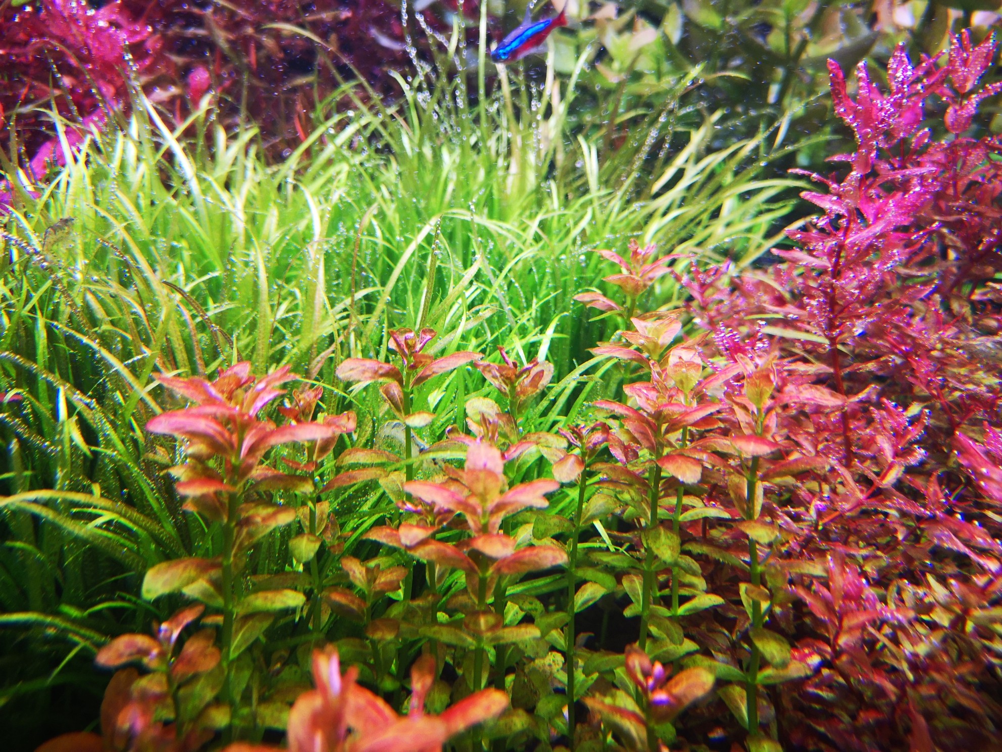 怎样养水草入门,怎样养水草才能养得好