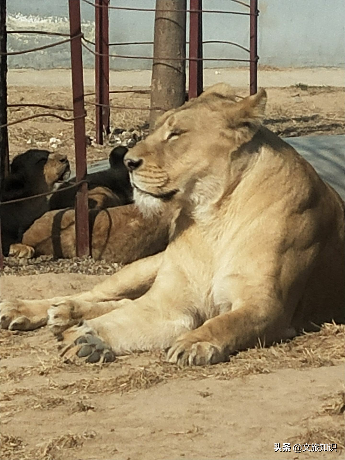 山东德州动植物园旅游区,德州市动植物园视频
