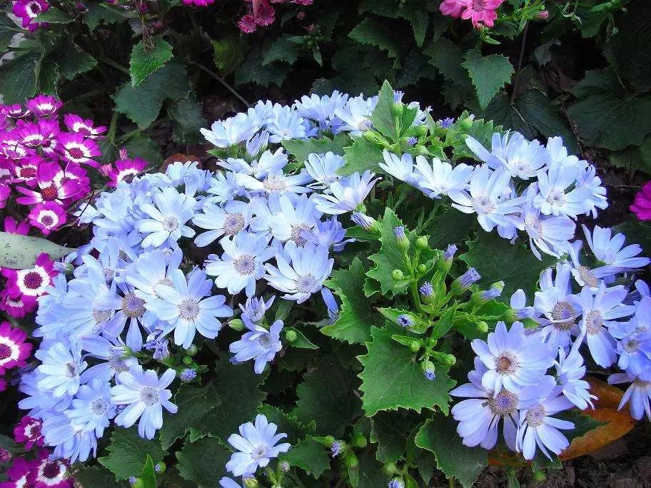 适合阳台养的四季开花有花香的花,花期长耐热耐寒又好养的花卉