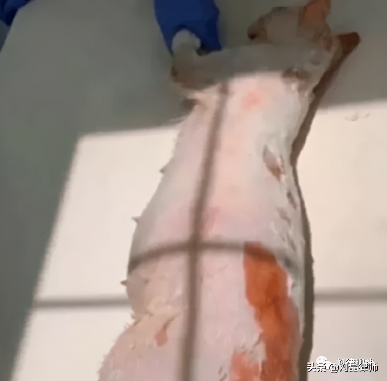 为什么虐待动物不犯法,虐待动物犯法杀动物犯法吗