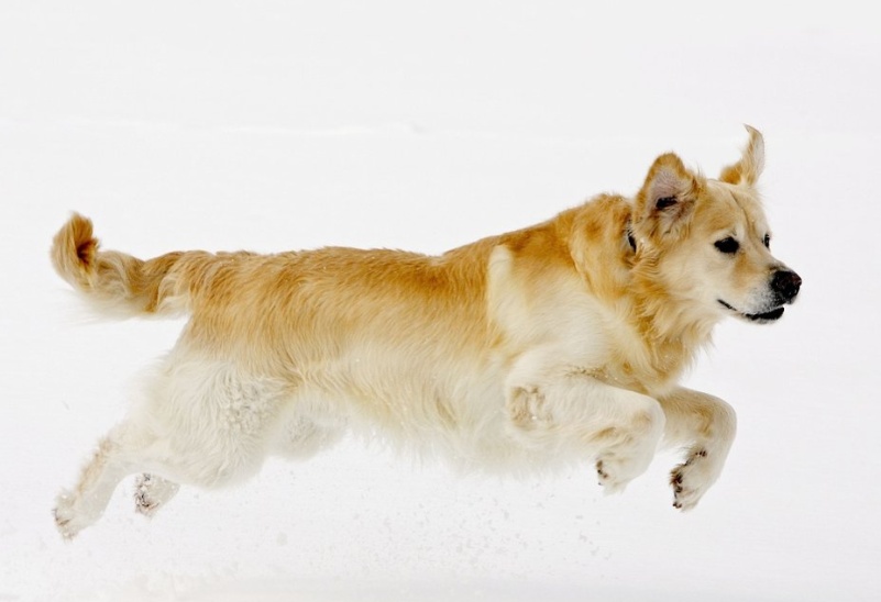 狗狗一直吐白沫粘稠一股臭味,家里面狗狗的臭味怎么清除