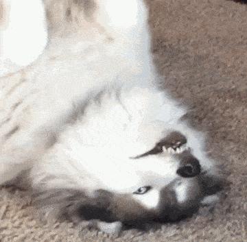 狗狗绝育vs不绝育差别还是很大的,狗狗应该绝育么