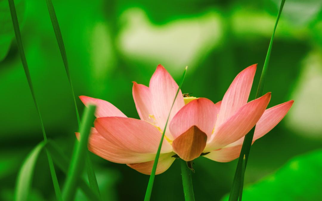 10句描写荷花的经典古诗词,描写荷花的古诗句20首