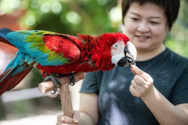 鹦鹉为什么会模仿人说话动画视频,为什么鹦鹉能模仿那么多声音