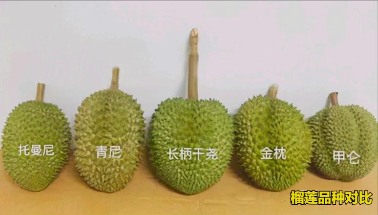 巴掌榴莲和甲仑榴莲哪个好,甲仑榴莲与金枕头榴莲口味