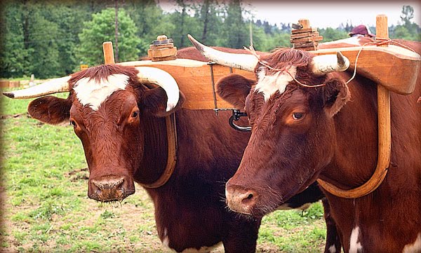 搞懂英语的方法,美式英语发音十大技巧