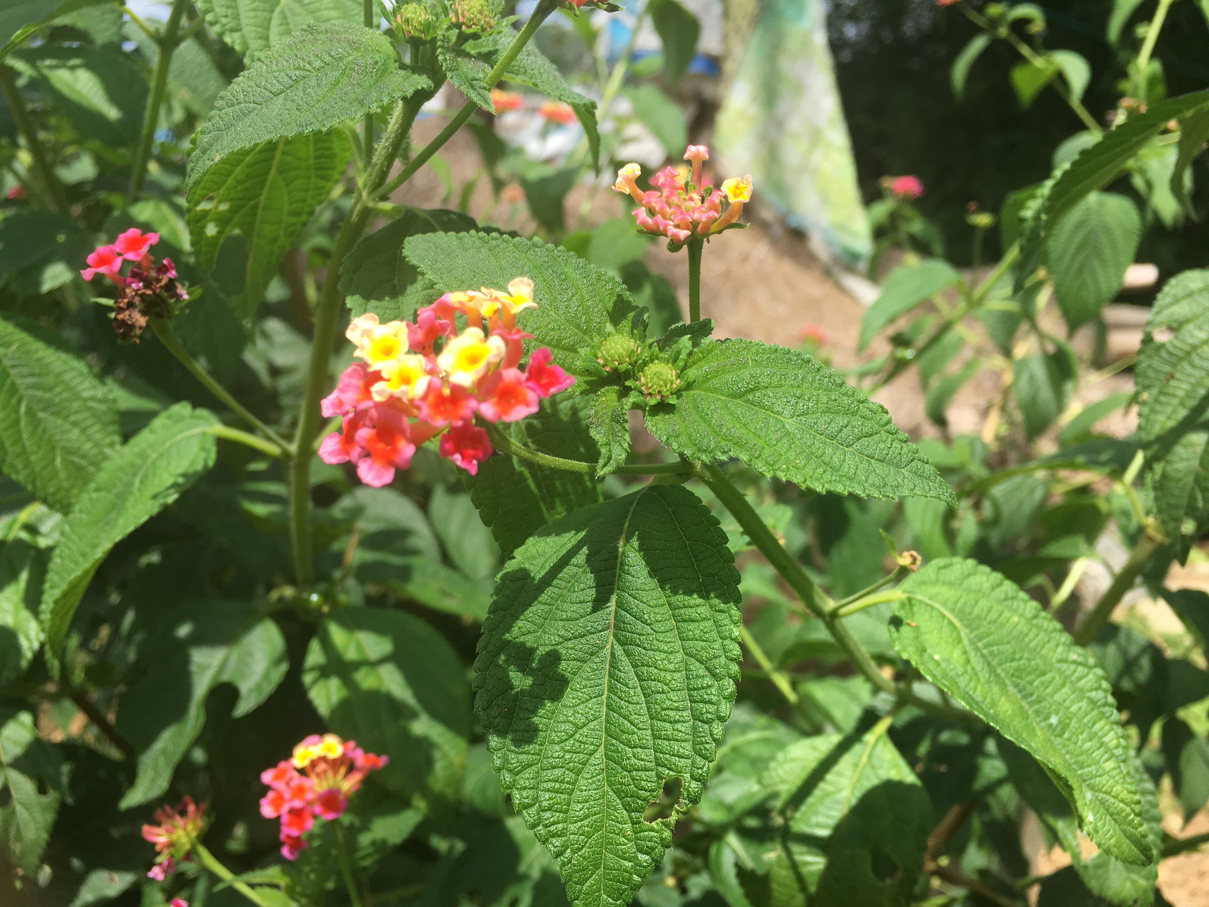 3月份扦插五色梅需要套袋吗,五色梅用顶梢嫩枝可以扦插成活吗