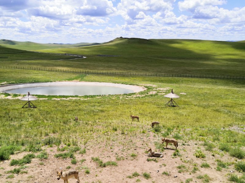 乌拉盖野狼谷狼图腾,狼图腾草原旅游