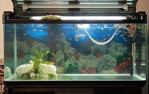 新手客厅鱼缸怎么养鱼,鱼缸养鱼新手入门教程