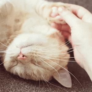 日本有很多猫岛,日本有座岛岛上全是猫咪