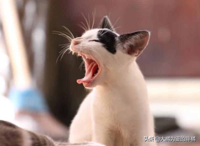 公猫总是叫唤个不停怎么回事,公猫老是叫个不停为什么