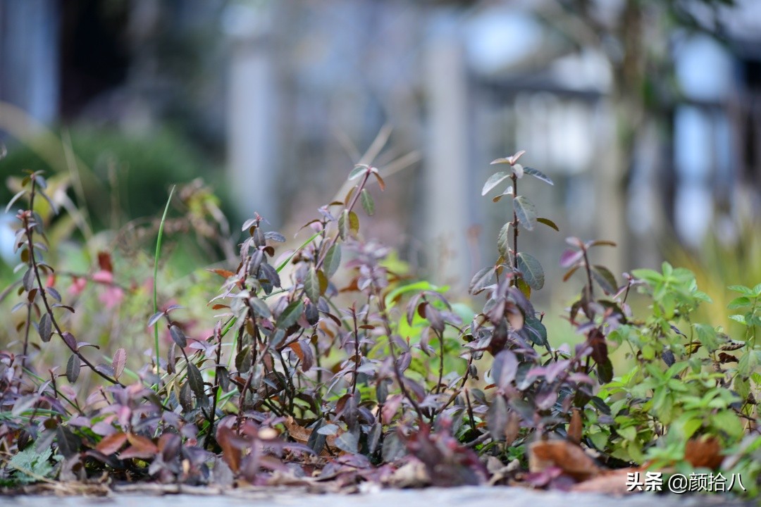 零下9度来袭，花园里的绿色是那么动人|园丁