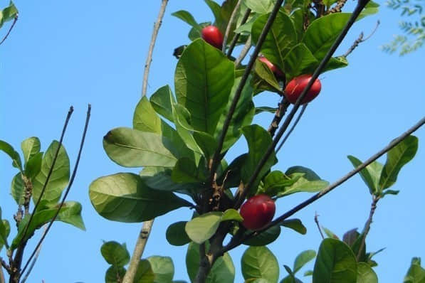 居然能改变味觉的水果，难怪叫“神秘果”，而且价格不菲